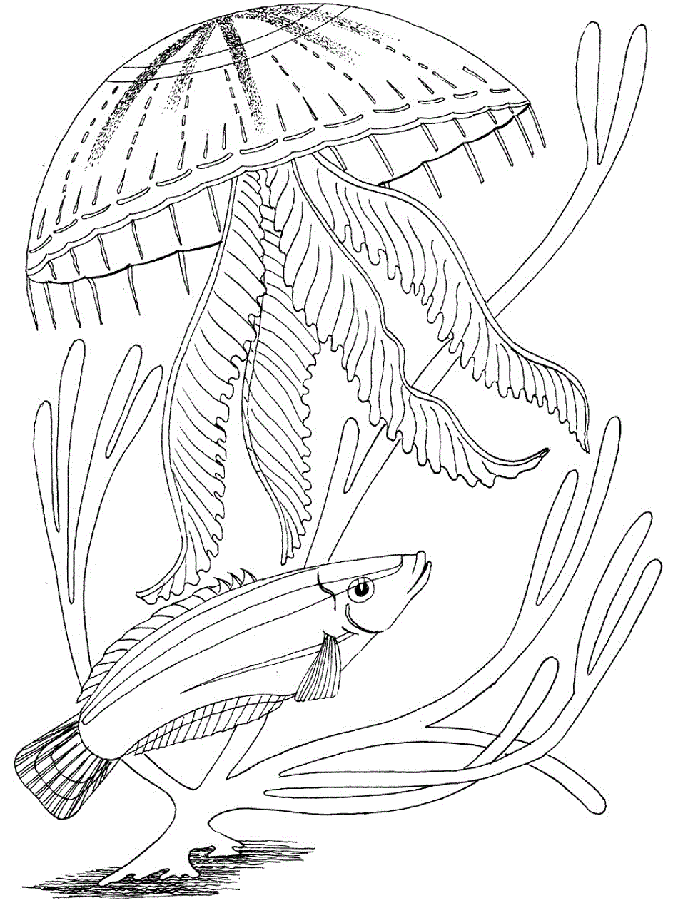 Printable Adult Coloring Pages Ocean Coloring Pages