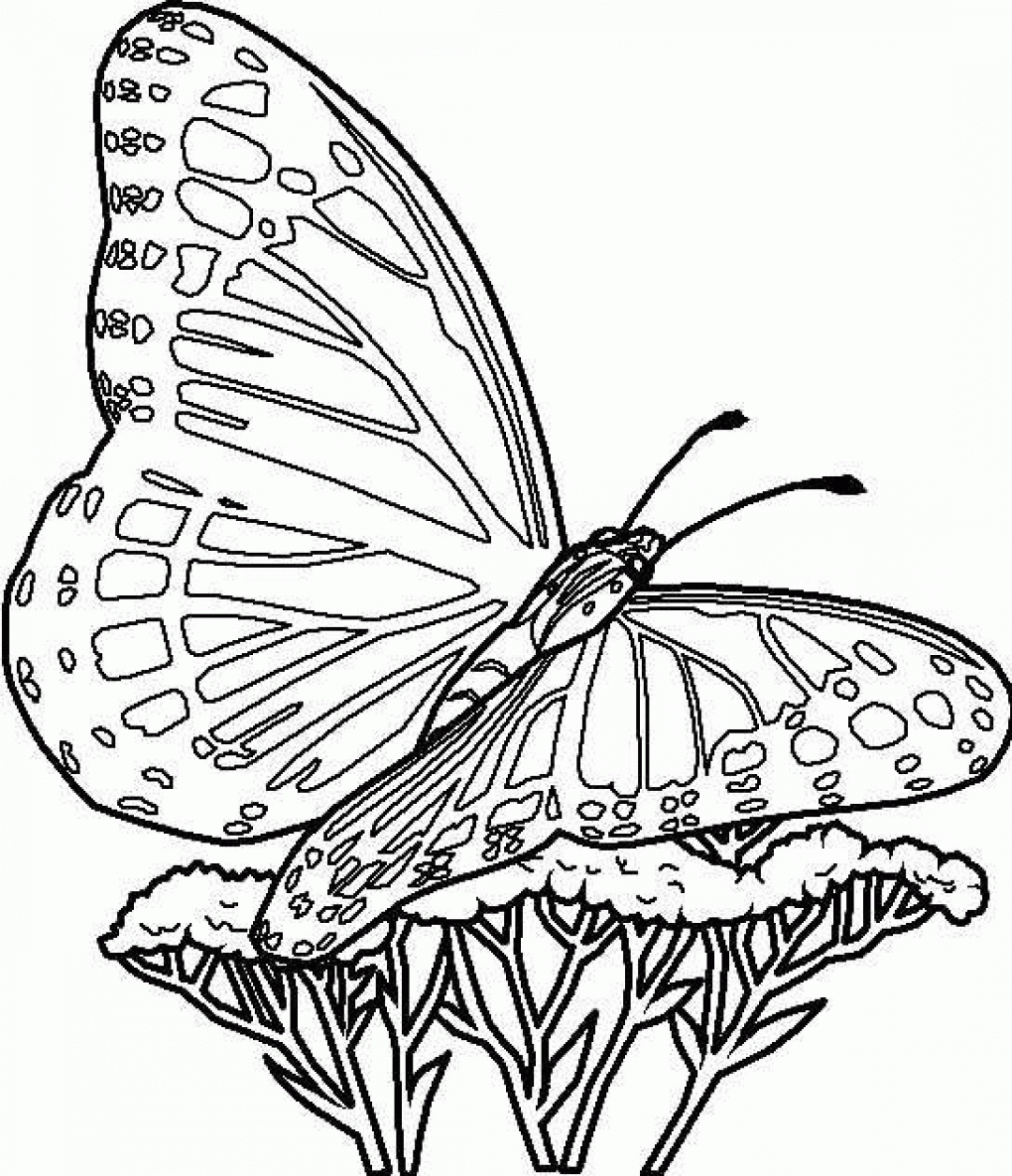 Free Printable Colouring Pictures Of Butterflies