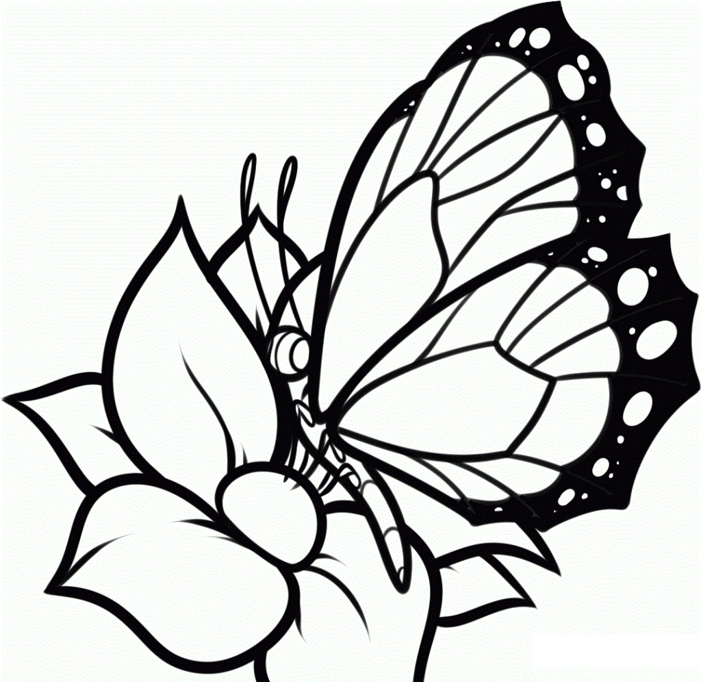 free printable coloring pages flowers and butterflies
