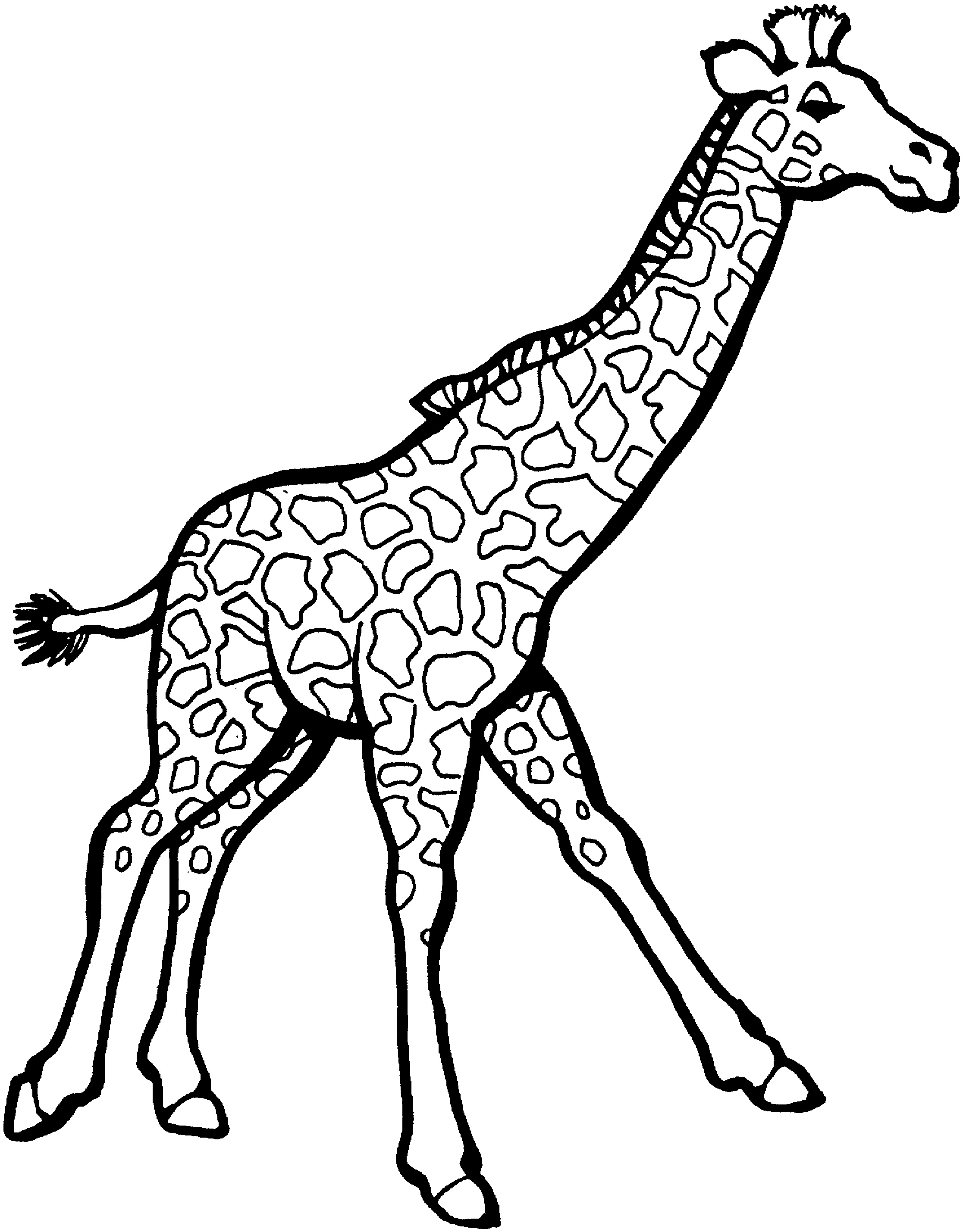 Giraffe Coloring Pages Kidsuki