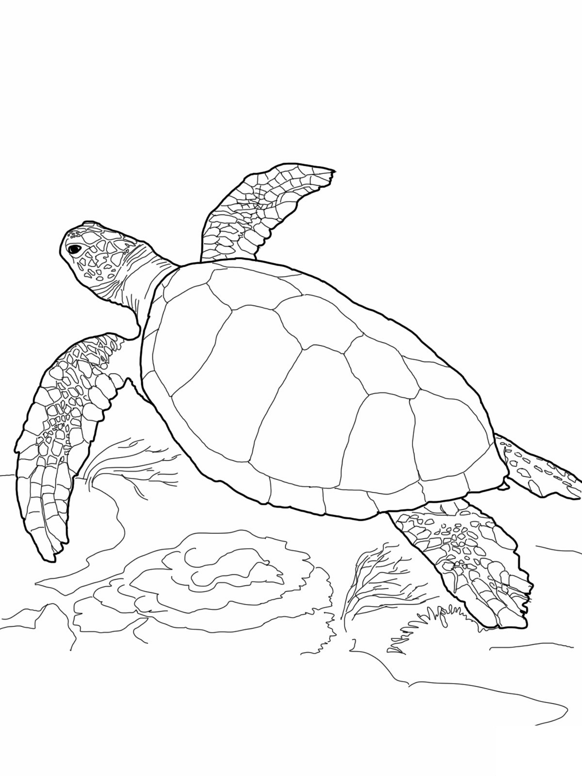 Free Printable Turtle Template For Use With Strips