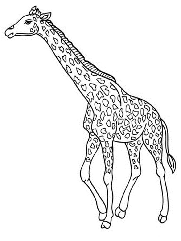 free giraffe coloring pages free printable giraffe coloring pages for