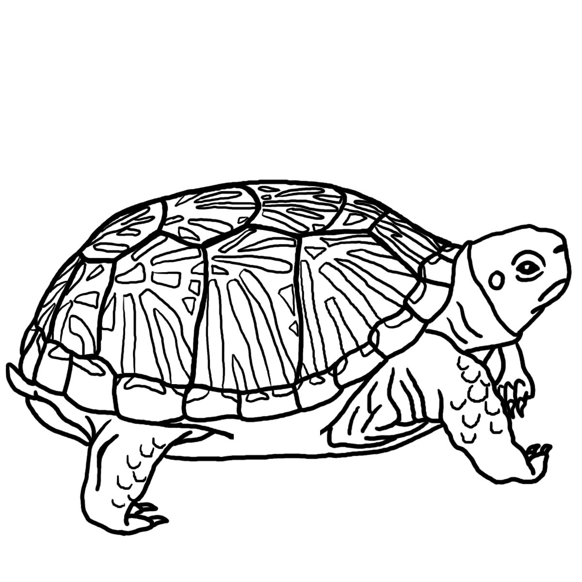 594 Cartoon Coloring Pages For Kids Turtle with Animal character