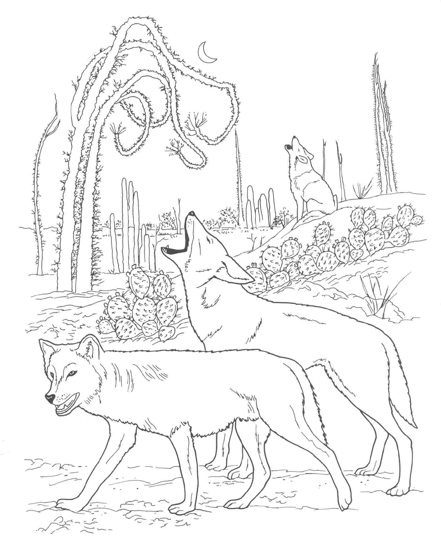 free-printable-coyote-coloring-pages-for-kids