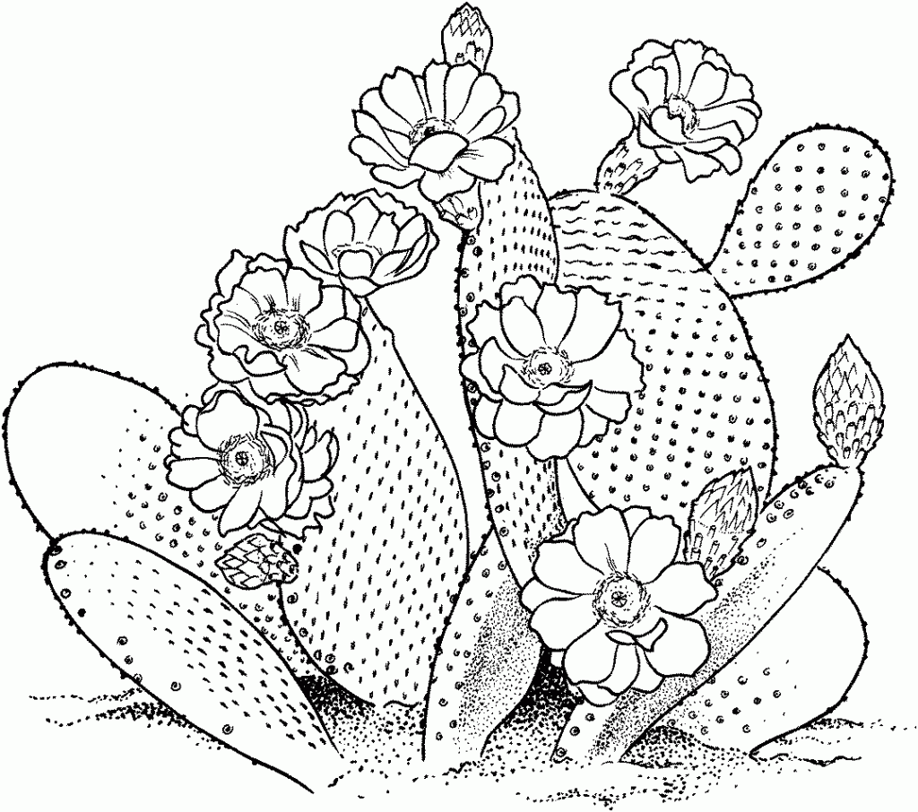 Free Printable Cactus Pictures