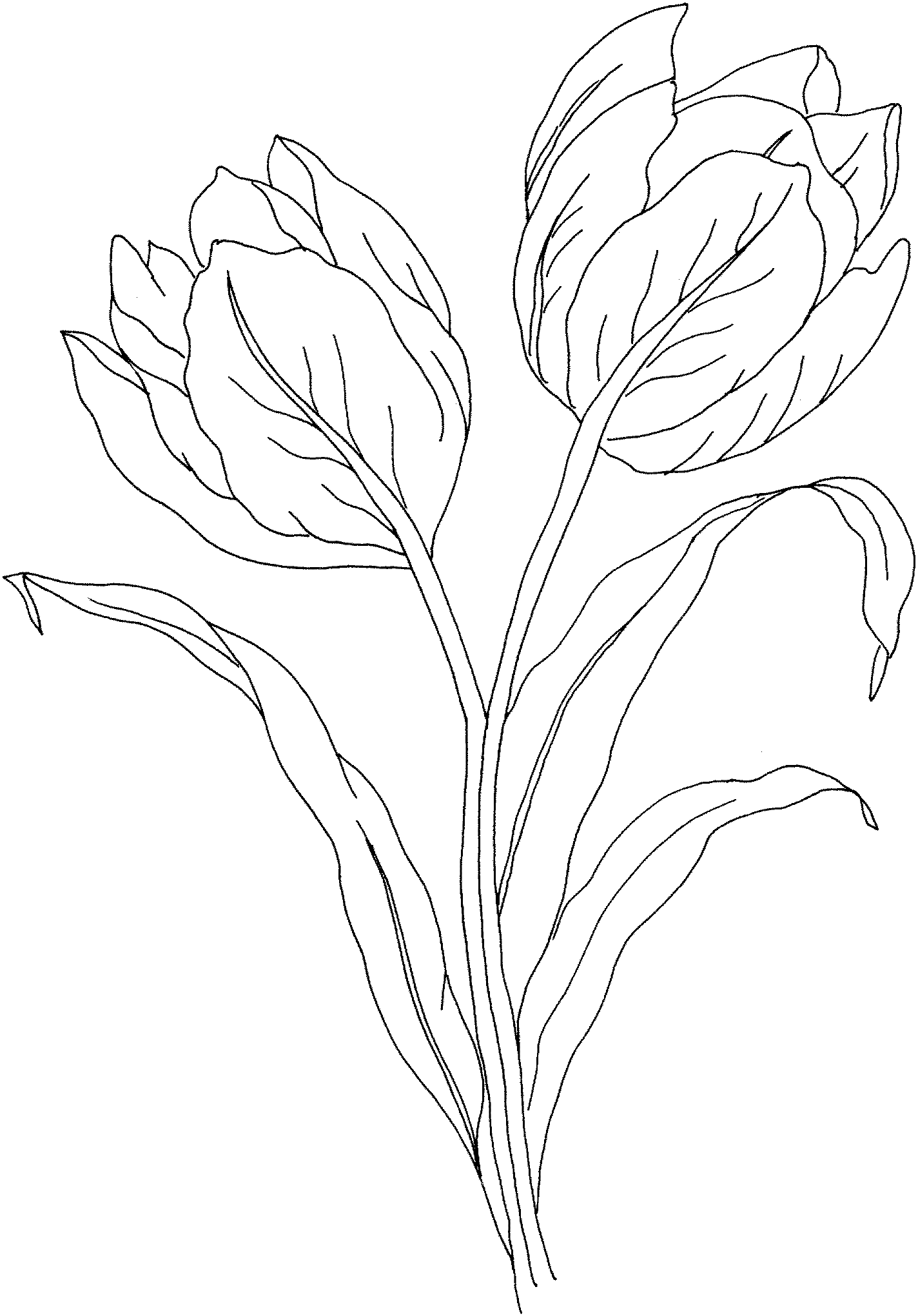 Printable Tulip Outline