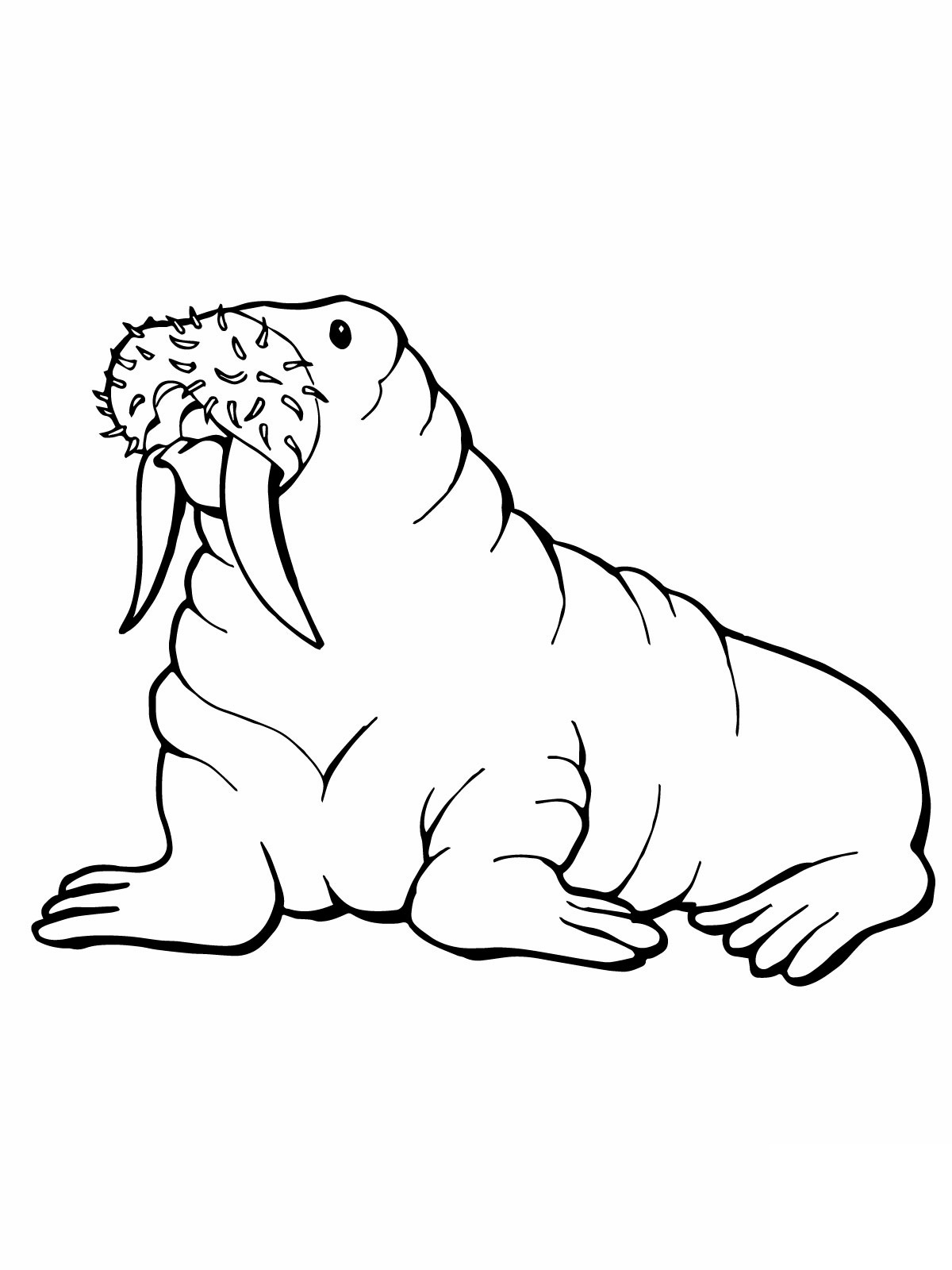 walrus coloring pages kids - photo #1