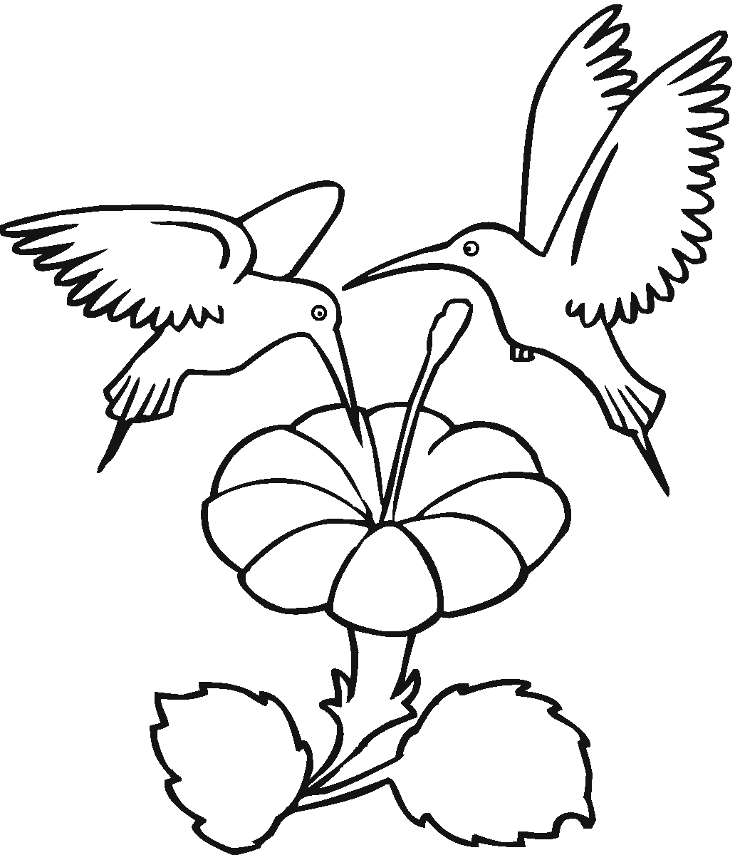 Free Printable Hummingbird Coloring Pages For Kids