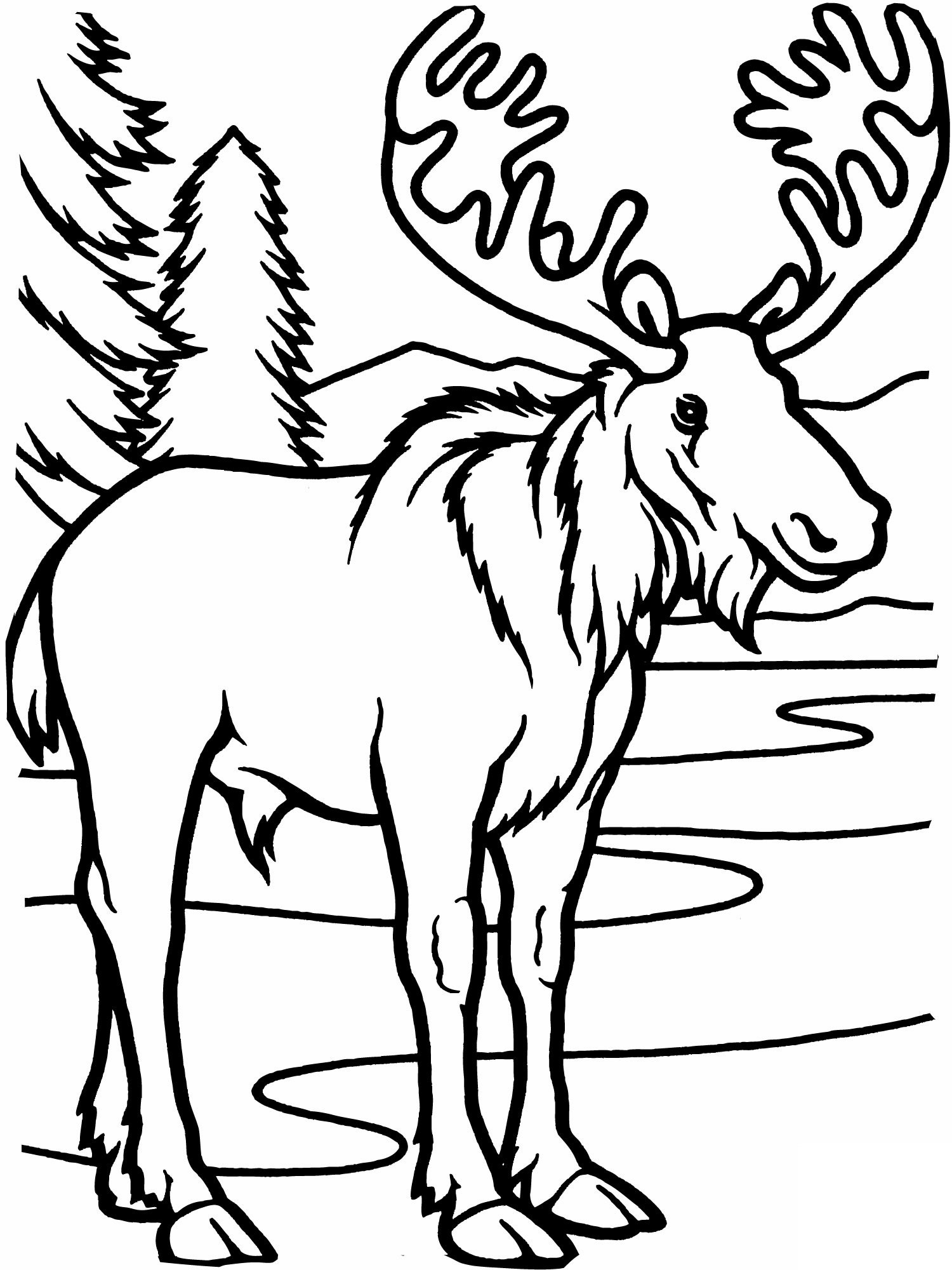 Moose Coloring Pages Kidsuki