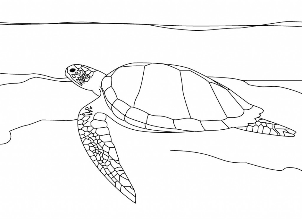 polynesian-sea-turtle-line-art-illustrations