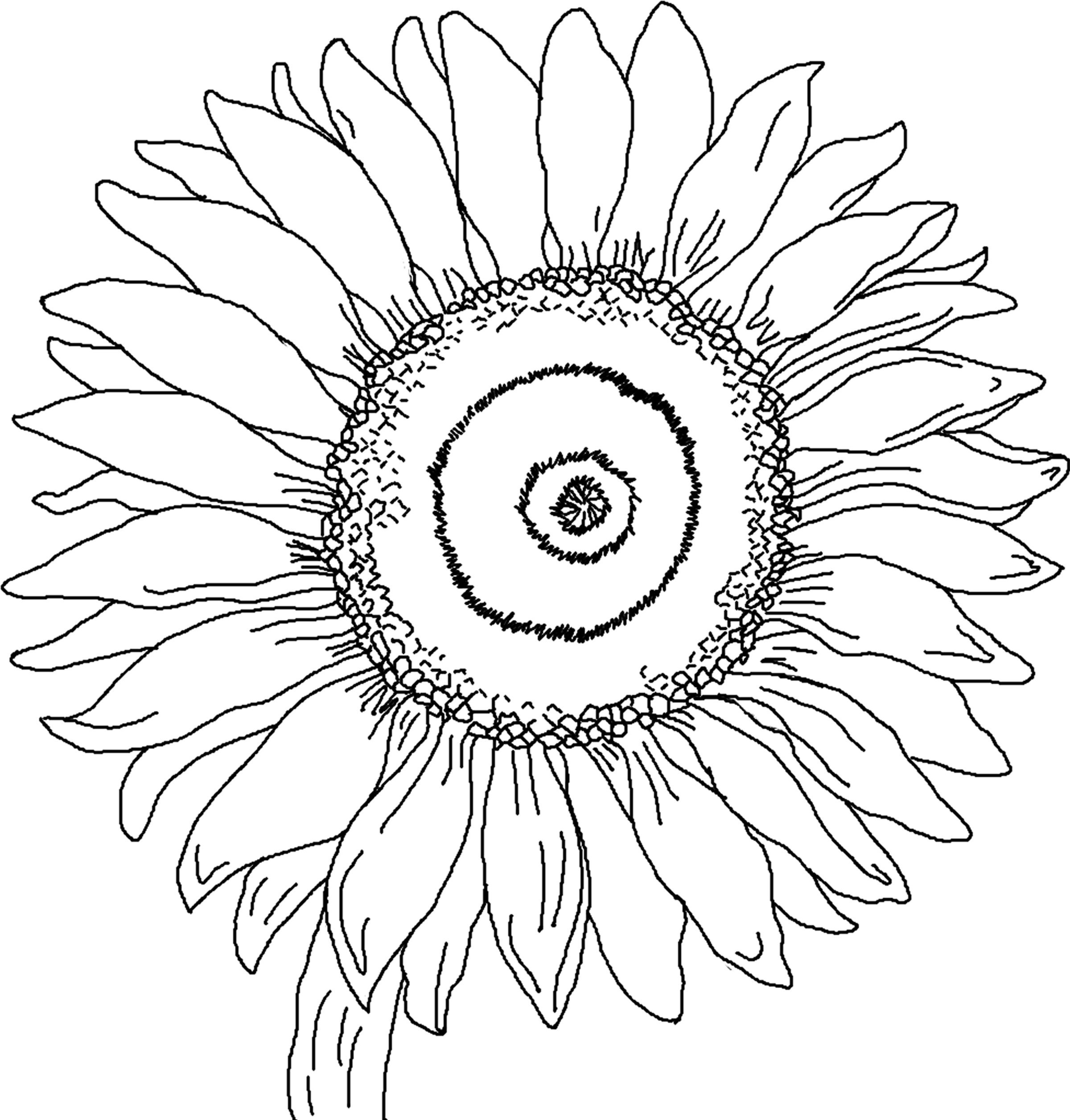 403 Simple Sunflower Coloring Book Pages 