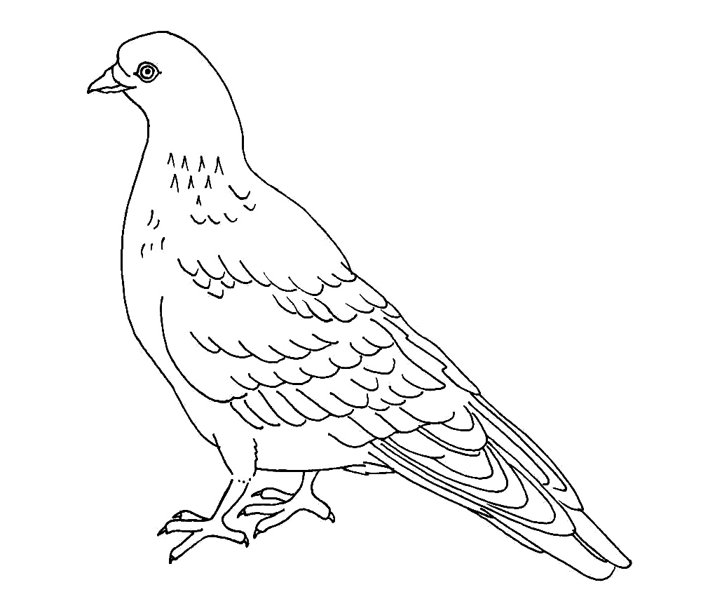 Pigeon Coloring Pages Kidsuki