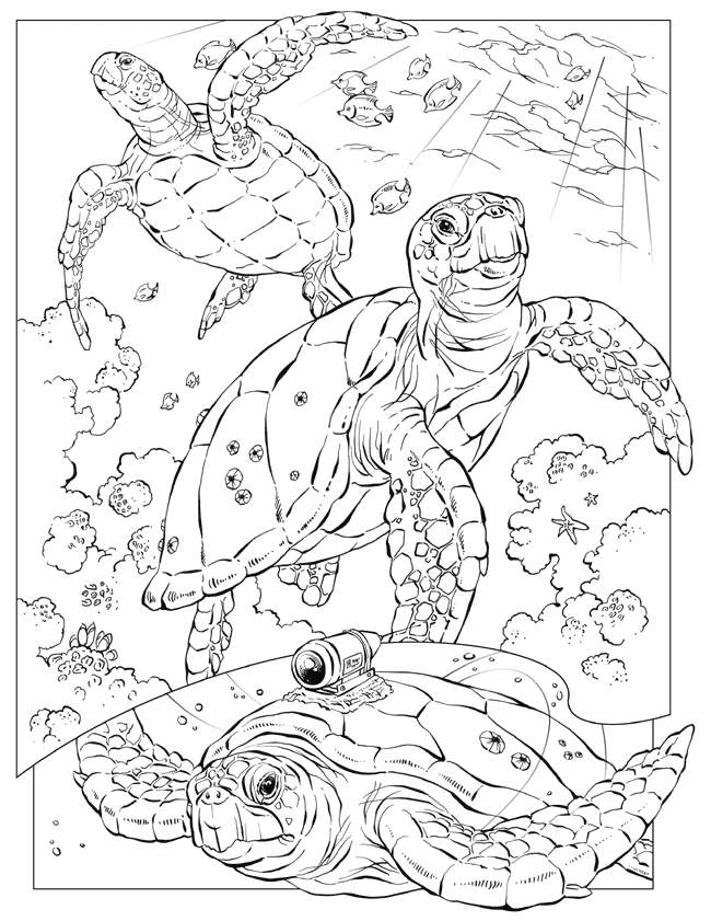 Download Free Printable Ocean Coloring Pages For Kids