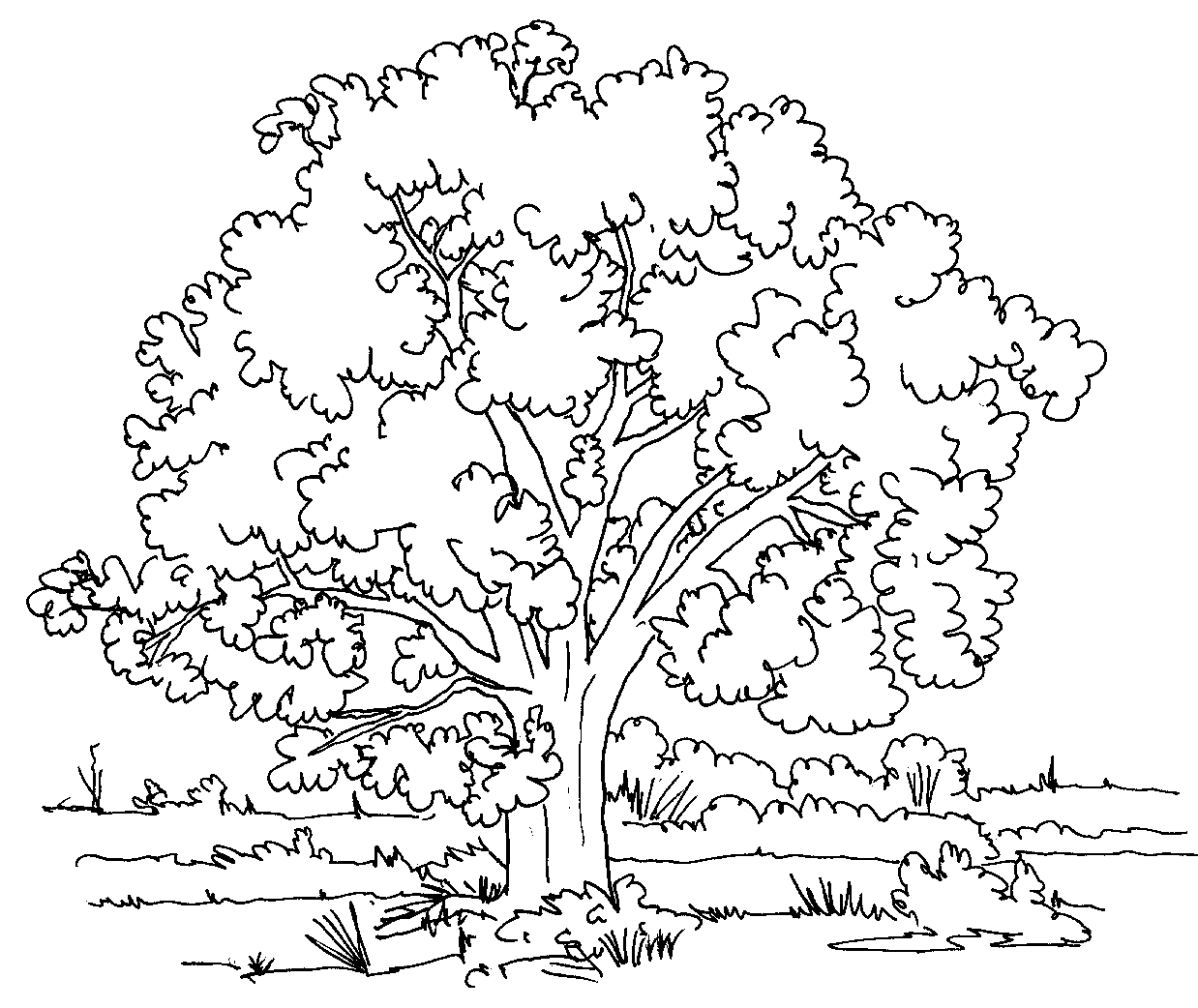 tree coloring pages