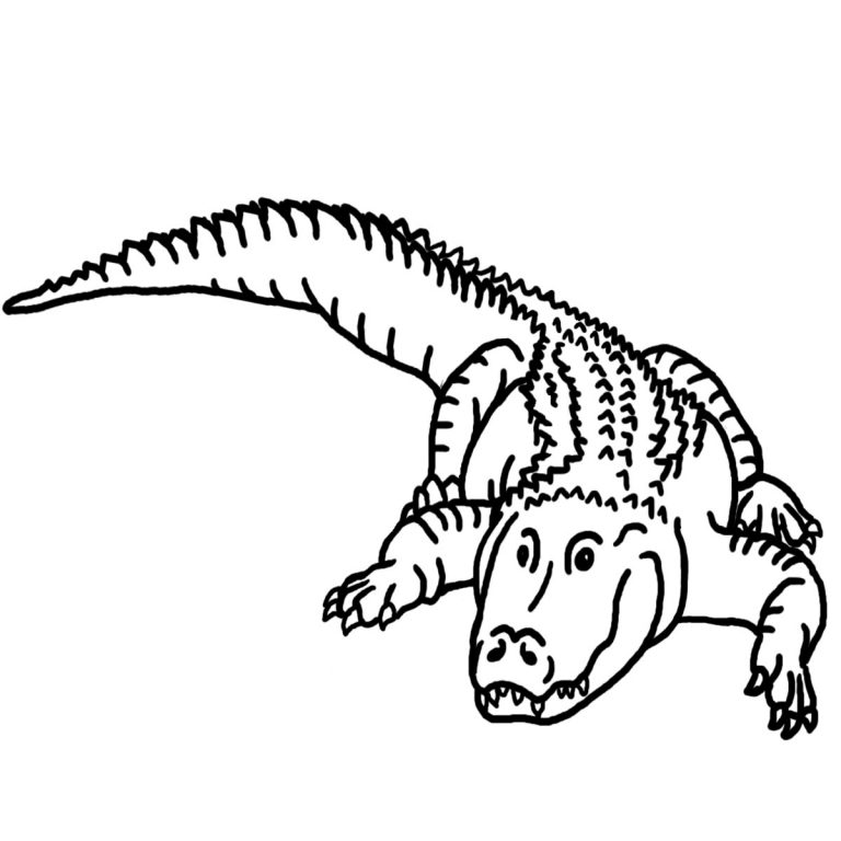 Free Printable Alligator Coloring Pages For Kids