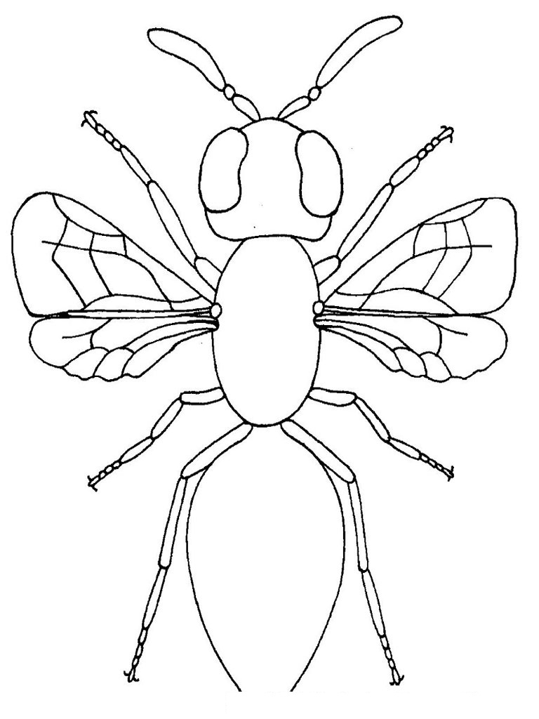 free-insect-printables-printable-templates