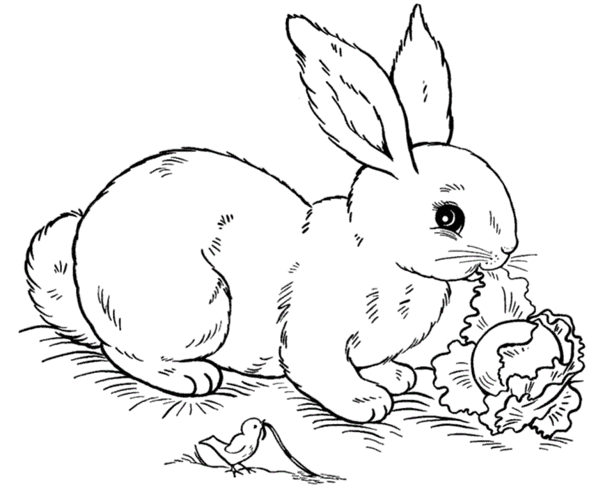 Gambar Free Printable Rabbit Coloring Pages Kids Bunny Page Print di ...
