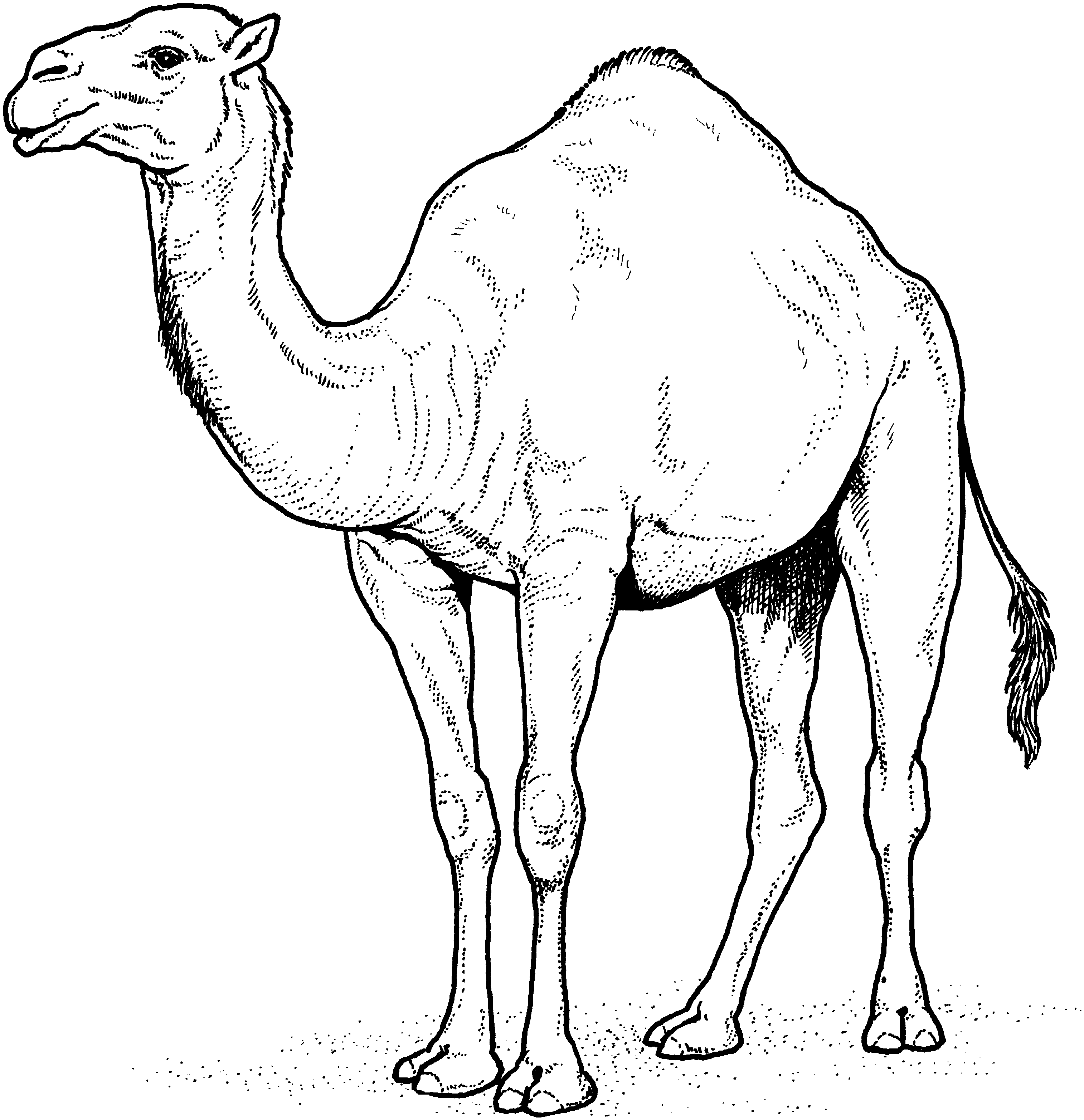 Drawing worksheet trace and colour camel Vector Image