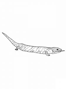 free printable lizard coloring pages for kids