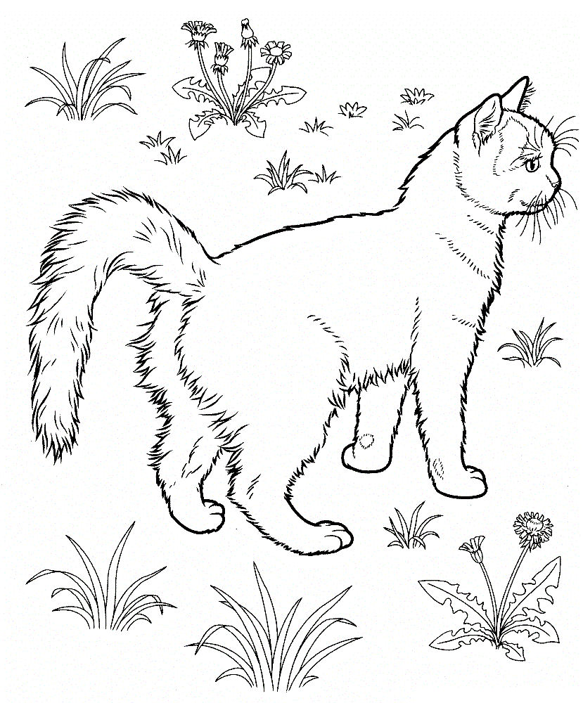 coloring-pages-of-cat-coloring-home-coloring-town-hall-ruben
