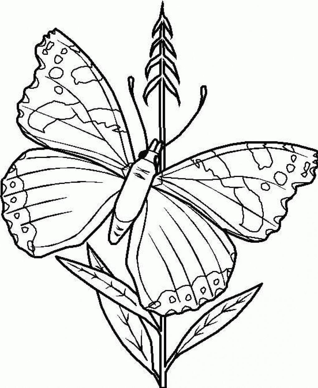 Free Printable Butterfly Coloring Pages For Kids