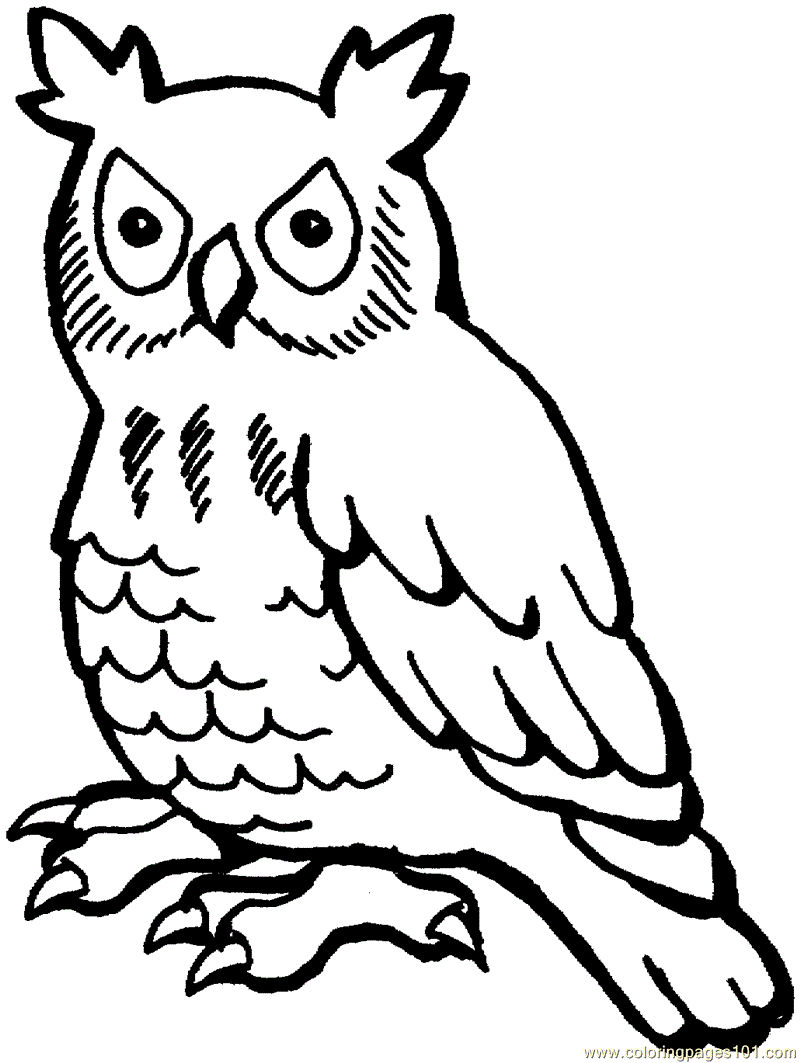 Free Printable Owl Coloring Sheet