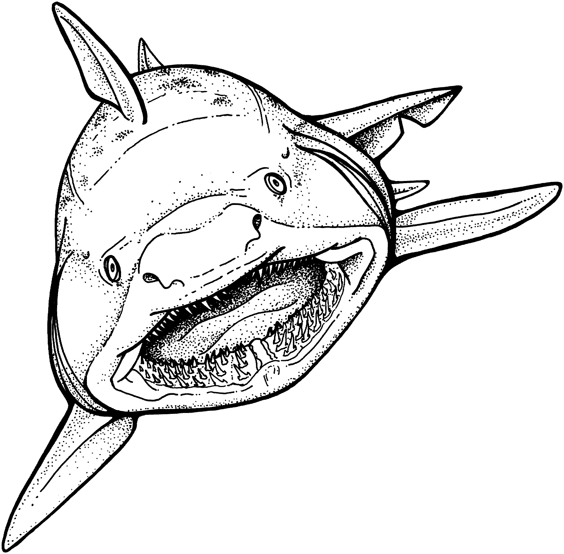 drawing-shark-14837-animals-printable-coloring-pages
