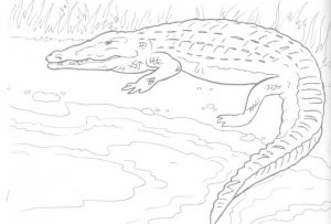 Free Printable Crocodile Coloring Pages For Kids