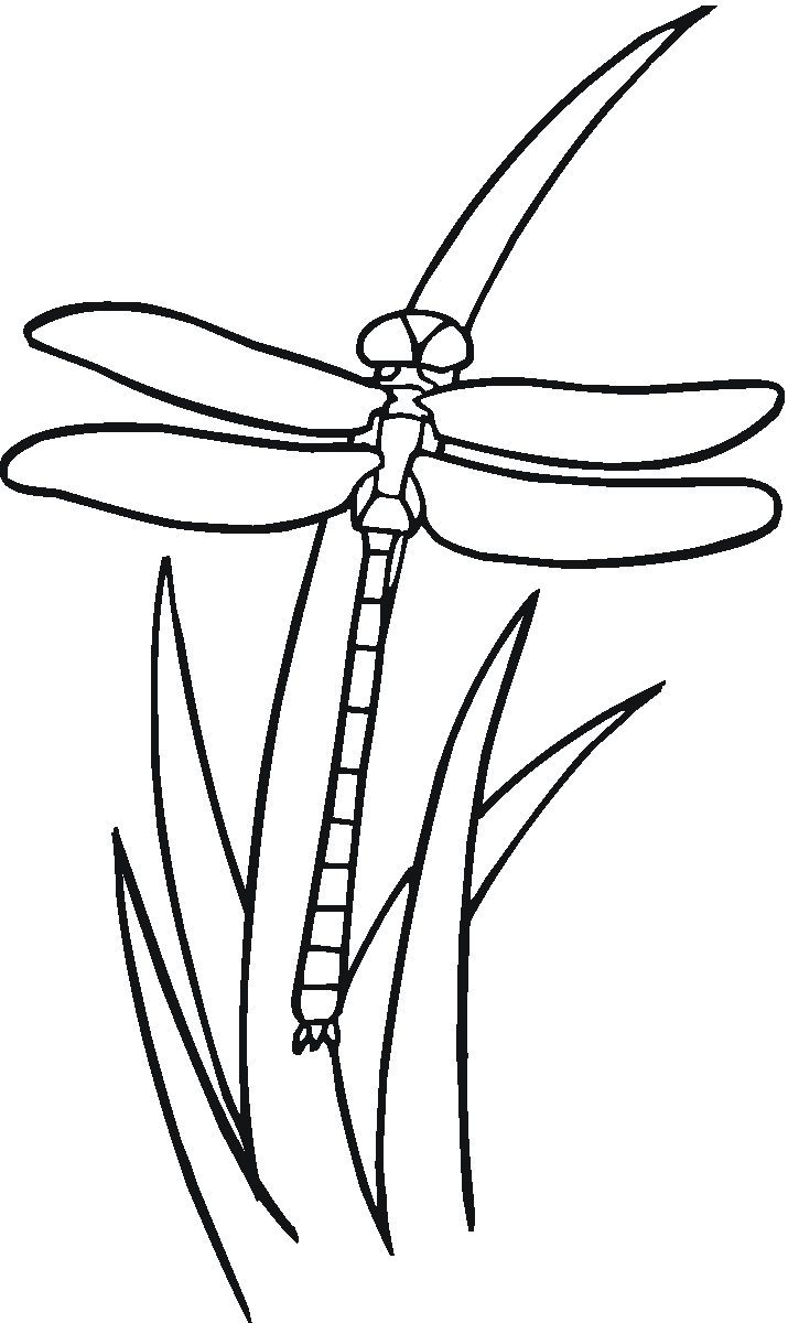 35+ steampunk dragonfly coloring pages for adults Free parrot coloring pages for adults. printable to download easy