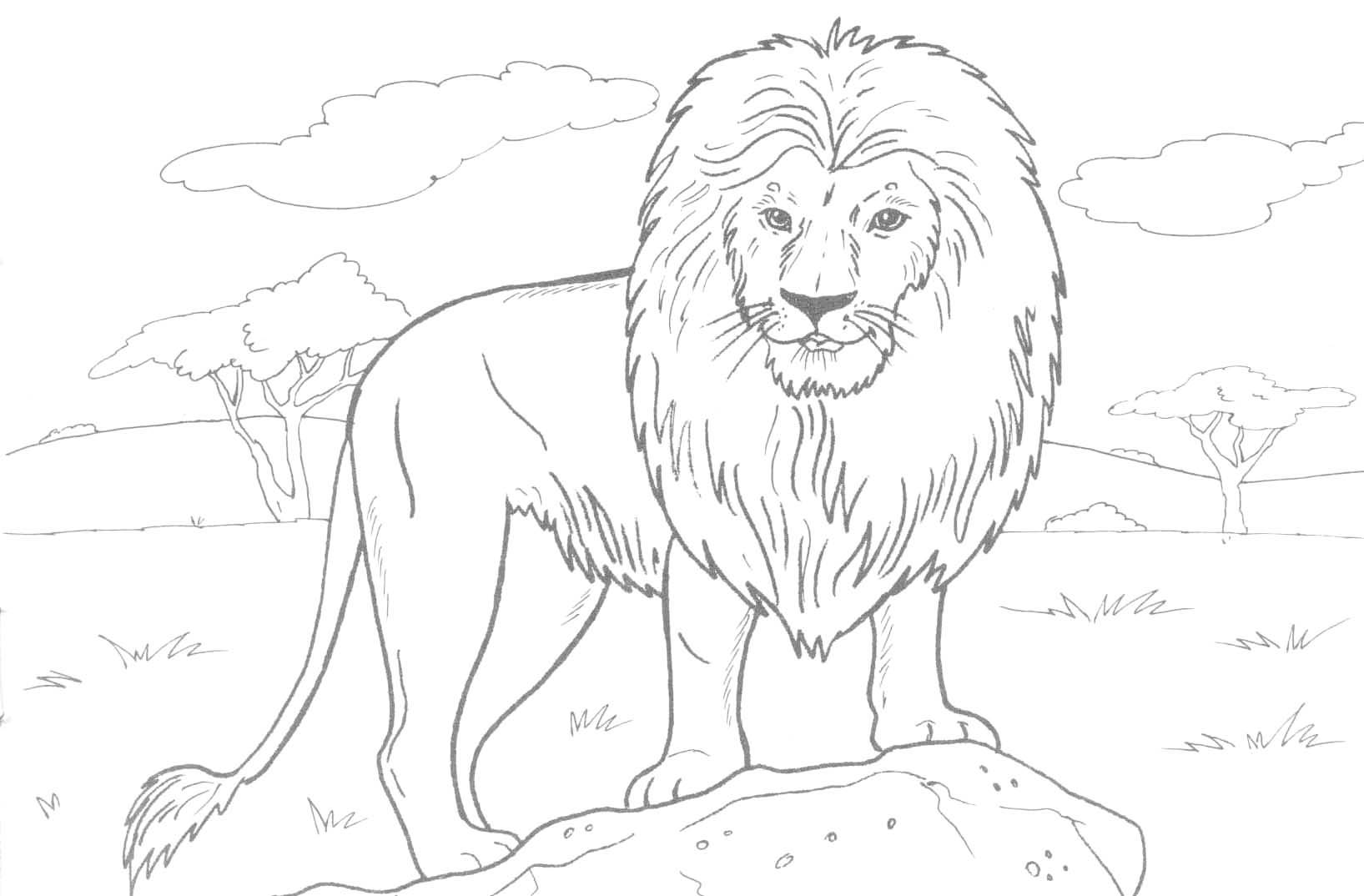  Animal Coloring Pages Lion  Best HD