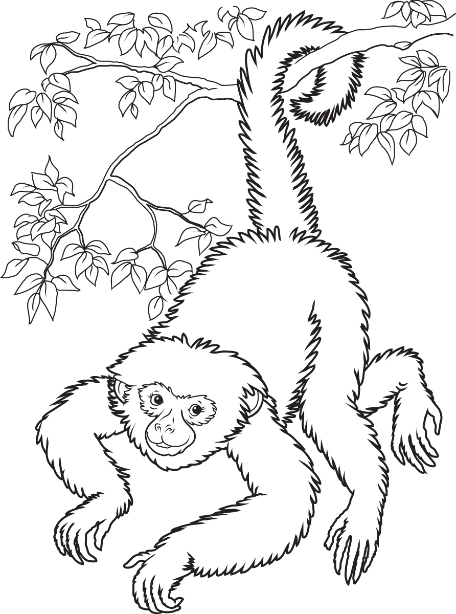 free-printable-monkey-coloring-pages-for-kids