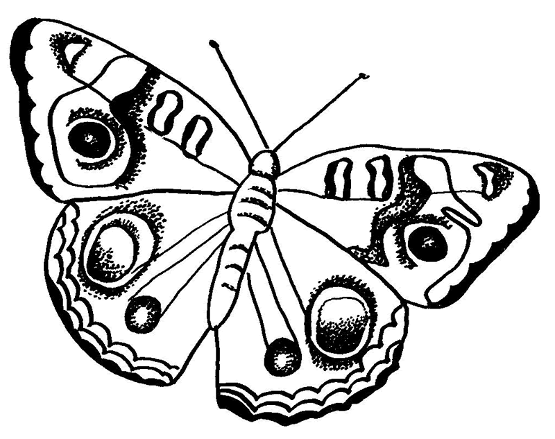 Раскраска 2 бабочки. Бабочка павлиний глаз раскраска для детей. Раскраска "бабочки". Бабочка раскраска для детей. Раскраски бабочки красивые.