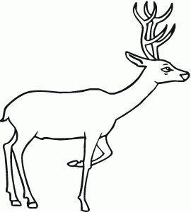 free printable deer coloring pages for kids