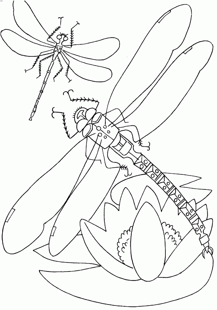 Download Free Printable Dragonfly Coloring Pages For Kids