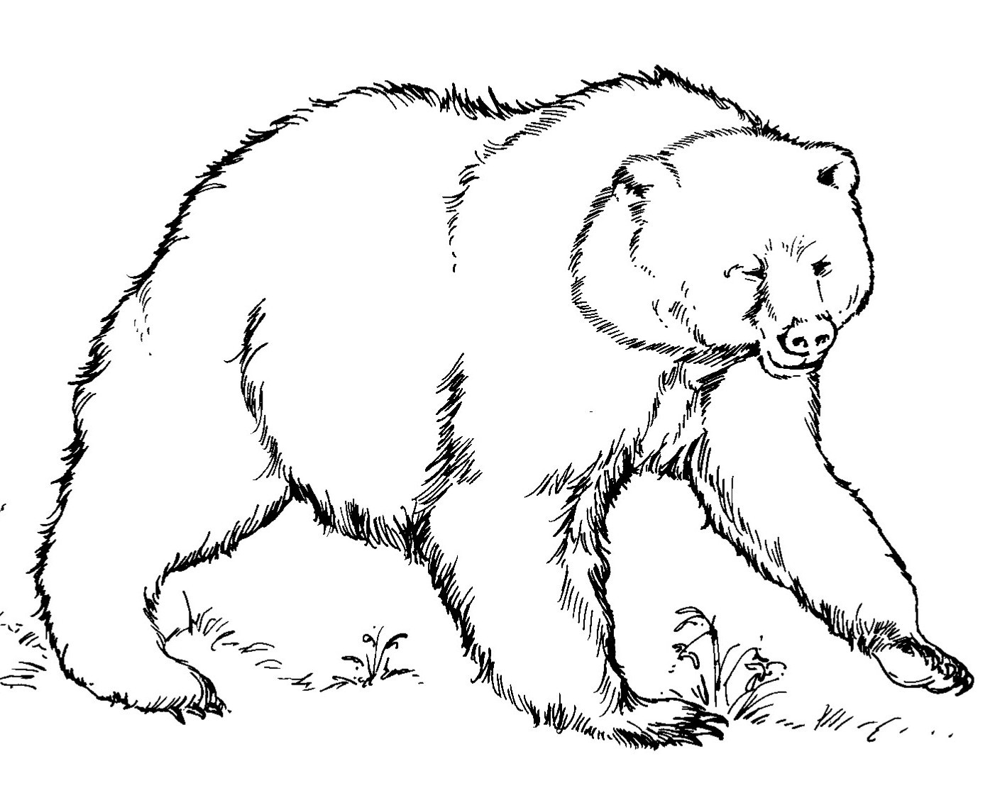Printable Bear coloring pages - d610egi