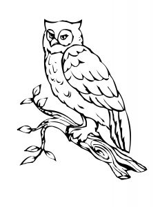 Free Printable Owl Coloring Pages For Kids