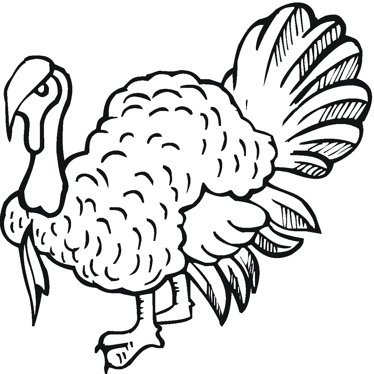 wild turkey coloring page