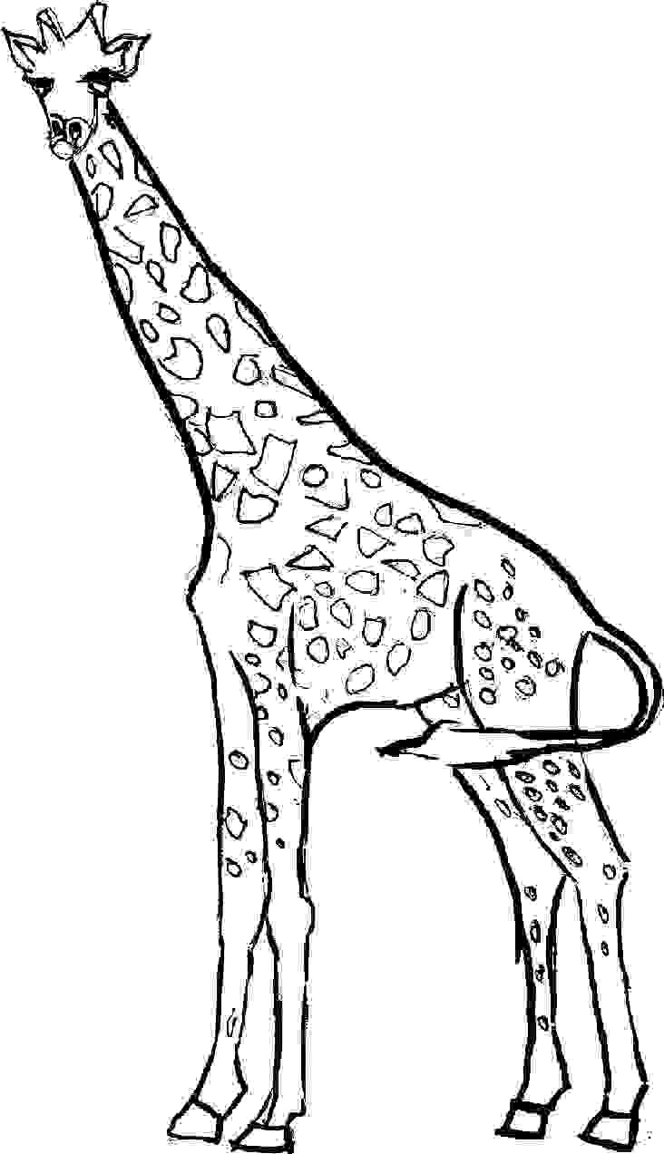 Giraffes Free Colouring Pages