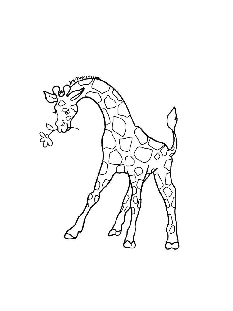 Giraffe Eating Coloring Sheet