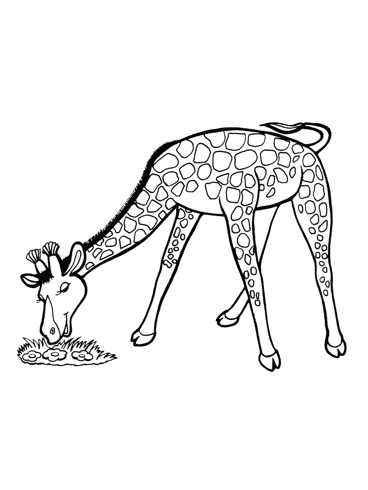 Giraffe Eating Grass Coloring Page