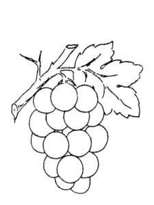 Free Printable Fruit Coloring Pages For Kids