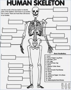 free printable skeleton coloring pages for kids