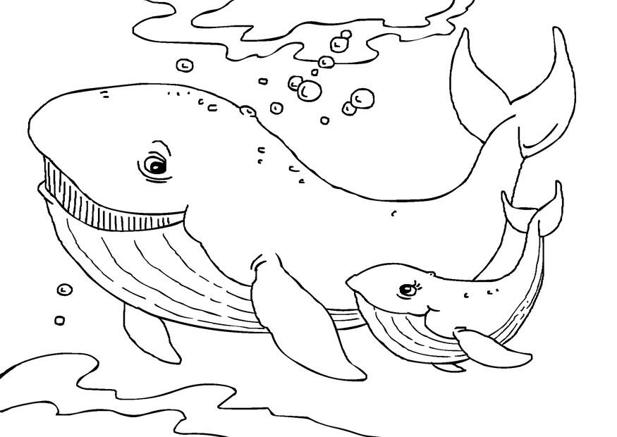 free-printable-whale-coloring-pages-for-kids