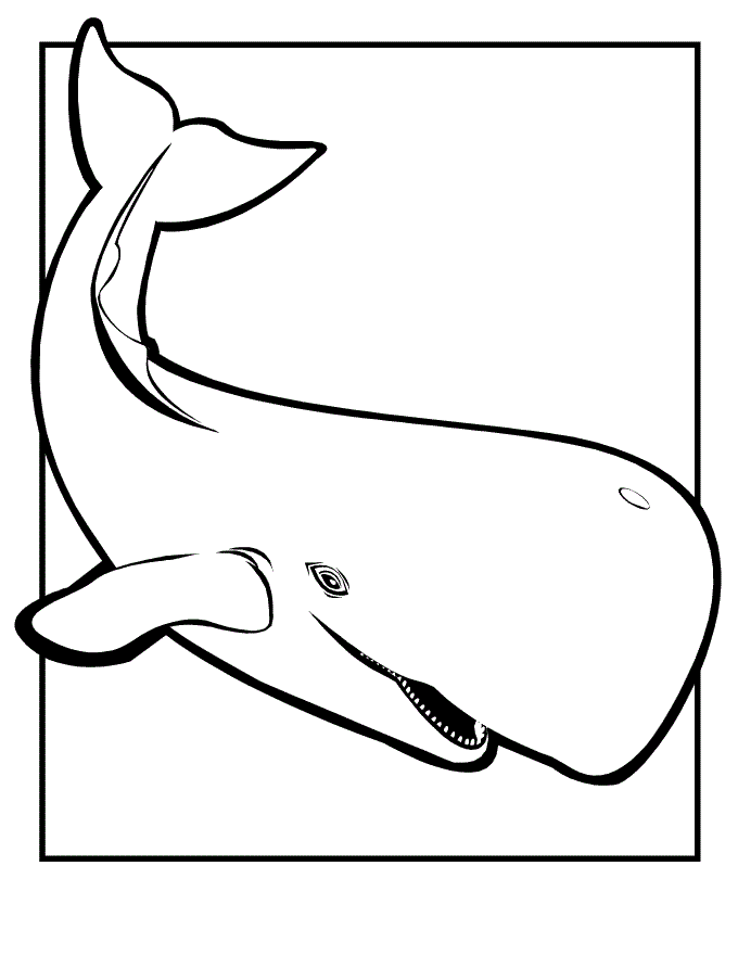 Killer Whale Coloring Sheet Coloring Pages