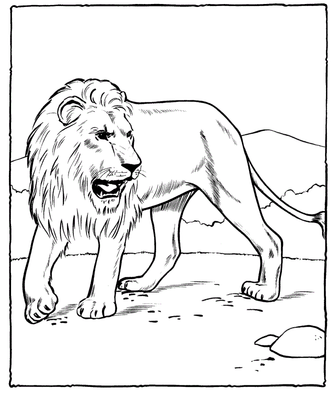 realistic lion coloring page