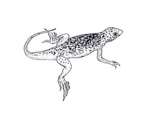 free printable lizard coloring pages for kids