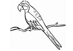 Free Printable Parrot Coloring Pages For Kids