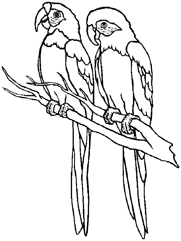 parrot drawing for colouring