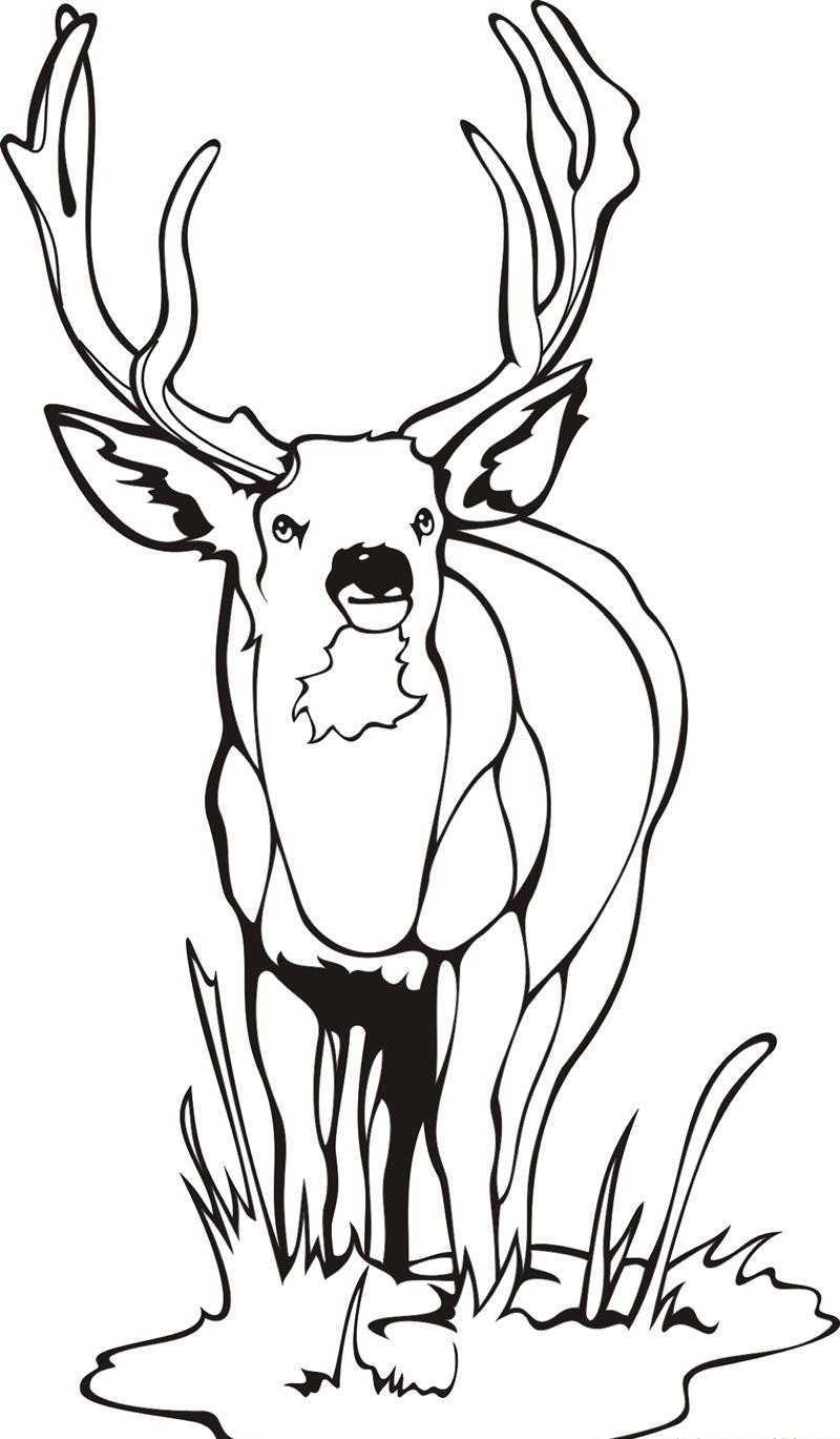 real baby deer coloring pages