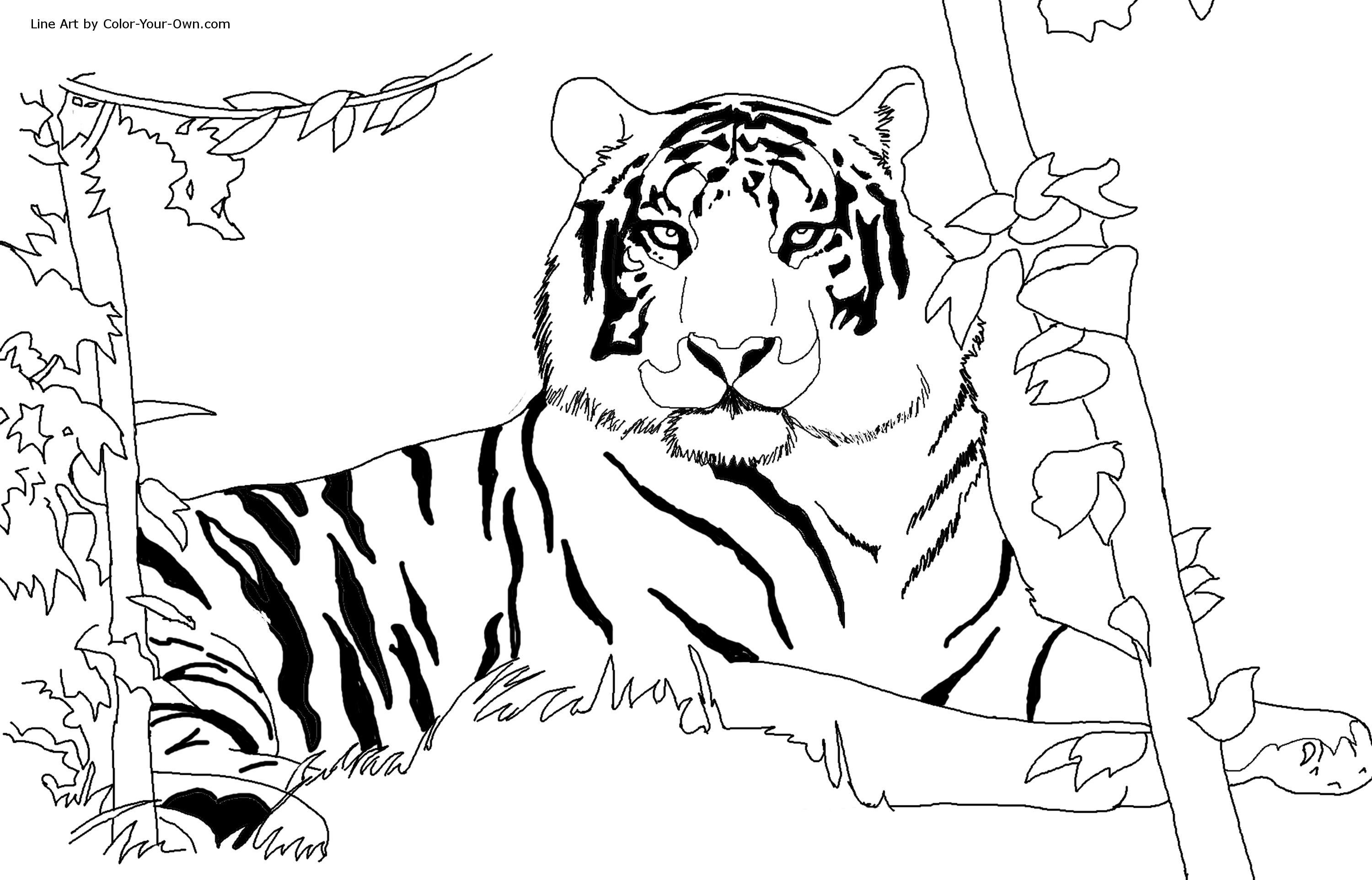 free tiger drawing to print and color tigers kids coloring pages - free ...